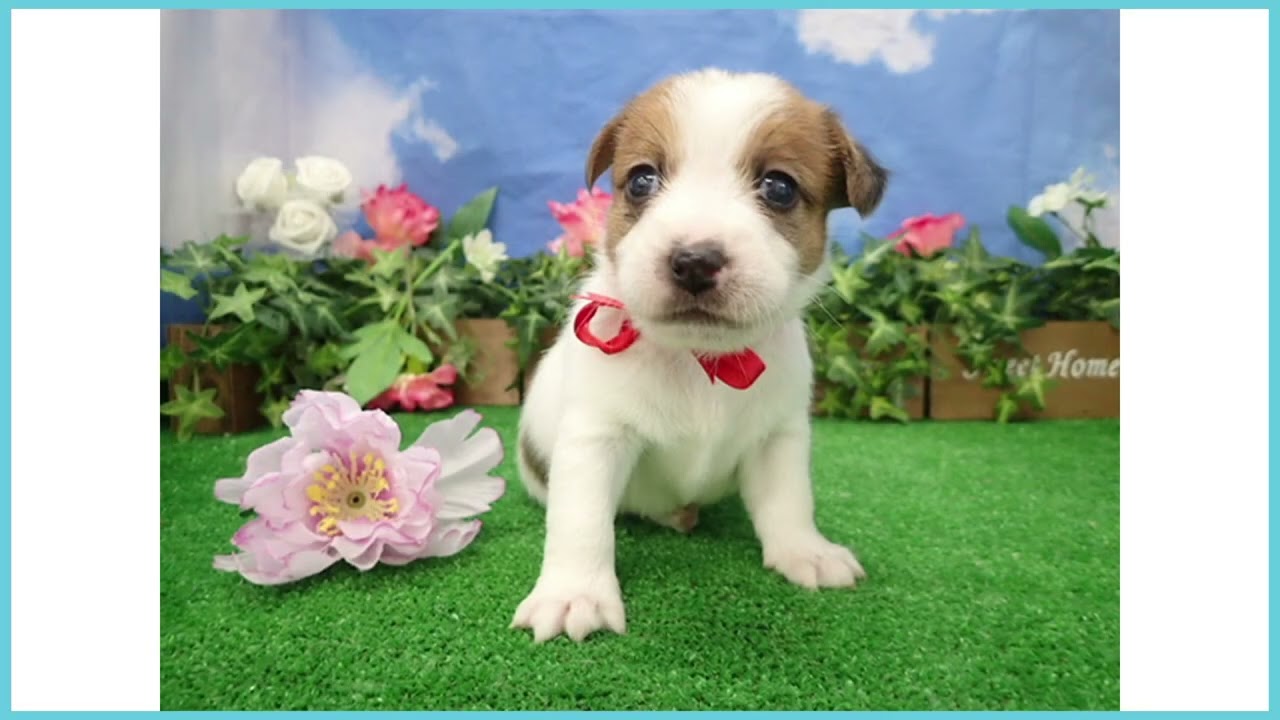 ペットショップcoo&riku No.00744311 ジャックラッセルテリア - YouTube