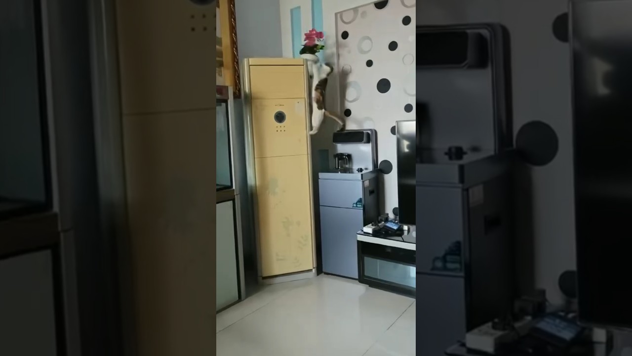 Calico Cat Jumps Up and Sends Potted Plant Shattering on Floor