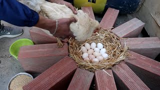 Hen Harvesting Eggs To Chicks | Chicken Reproduction Process | Hen Egg Hatching