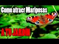 Truco para Atraer Mariposas a tu Jardín