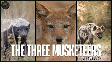 Honey Badger, Jackal and Hyena: Warriors of the African Savanna