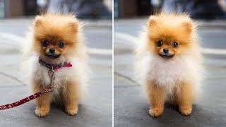 Perfect Pet: Your furry friend’s best portraits. screenshot 4