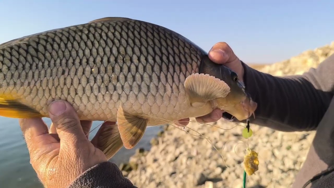 Keban barajı kamp ve sazan avı.