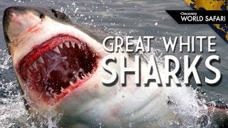 Great White Sharks Just Want To Nibble You