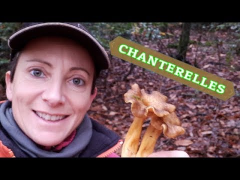 Vidéo: Combien De Chanterelles Doivent être Cuites Jusqu'à Ce Qu'elles Soient Cuites