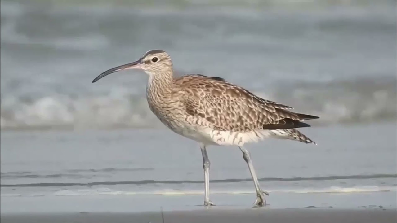 Средний кроншнеп   Numenius phaeopus