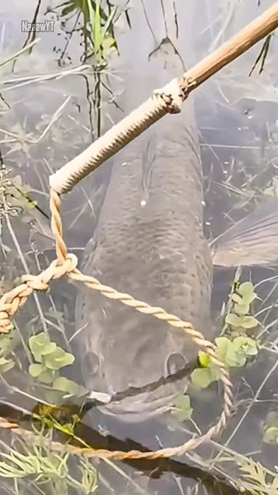 Ikan gabus di sawah #shorts #ikan