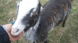 картинка: Лесная прогулка и ответы на вопросы. Часть 1