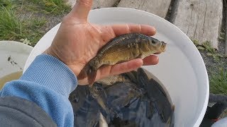 зарыбление мелким карпом своего водоема на даче!