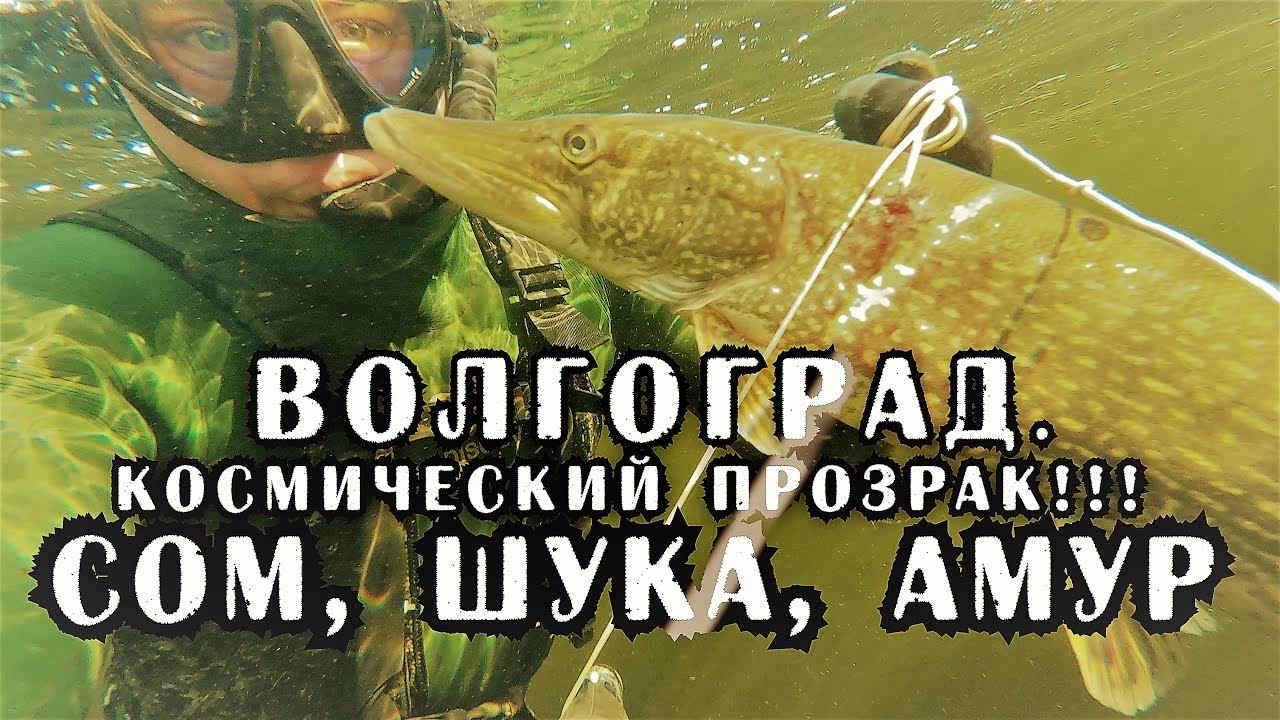 Нападение сома на волге