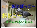 おとぉ~♪おとぽっこ~♩おとこ~!ヨウムのるいちゃん
