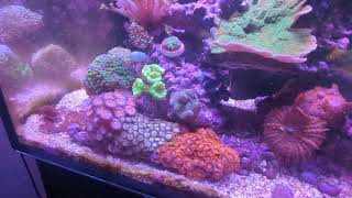 Red Sea Reefer 250