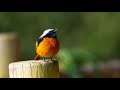 【撮影旅】超望遠レンズで撮った日本のかわいい野鳥たち Cute! 🇯🇵