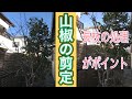 これなら出来る！実をあきらめず小さくする山椒の剪定【字幕対応】