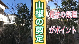 これなら出来る！実をあきらめず小さくする山椒の剪定【字幕対応】