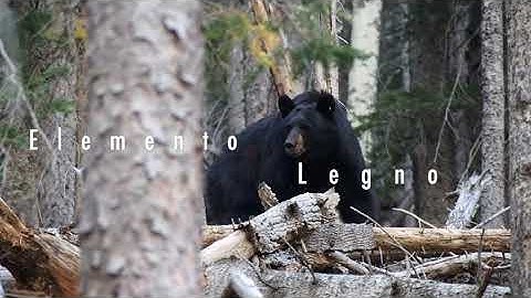 Robotechno - Elementi - Legno (Official Music Video)