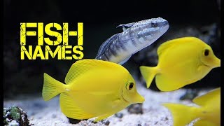 girl Fish names that start with m