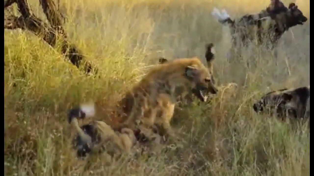 Hyena Surrounded by Wild Dogs #animals #wildlife - YouTube