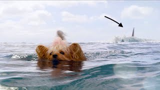 The Meg (2018) - Wedding and Puppy Scene | HD MovieClips