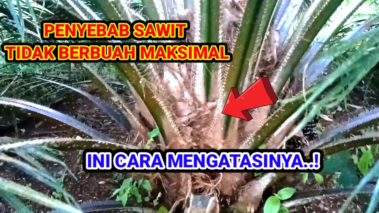 PENYEBAB SAWIT TIDAK BERBUAH MAKSIMAL DAN CARA MENGATASINYA..
