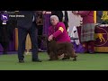 Spaniels (Field) | Breed Judging 2020 の動画、YouTube動画。