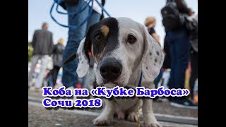 Коба на «Кубке Барбоса» Сочи 2018 - VO Time