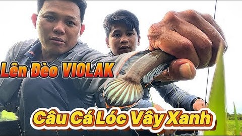 Câu Cá Lóc Vây Xanh Khủng | Giữa Núi Rừng | Đèo Violak