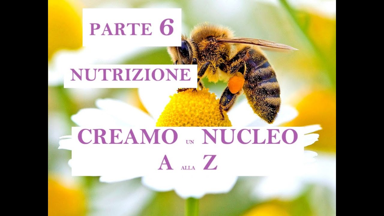 Apicoltura - Nuclei 6 ° PARTE. Come creare una famiglia di api a ...
