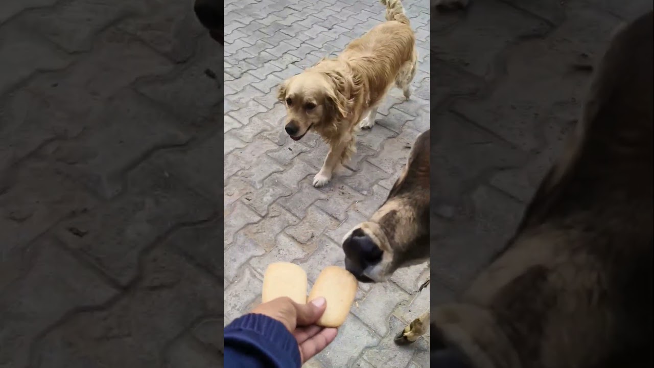 They both heard the word 'COOKIE'! 😂 