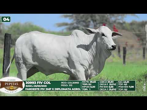 LOTE 04   30993 FIV COL