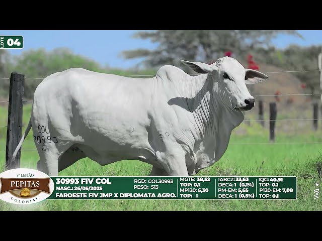 LOTE 04   30993 FIV COL