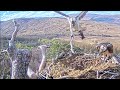 The reunion of the loch arkaig ospreys louis  dorcha  a wonderful if noisy event 30 mar 2024