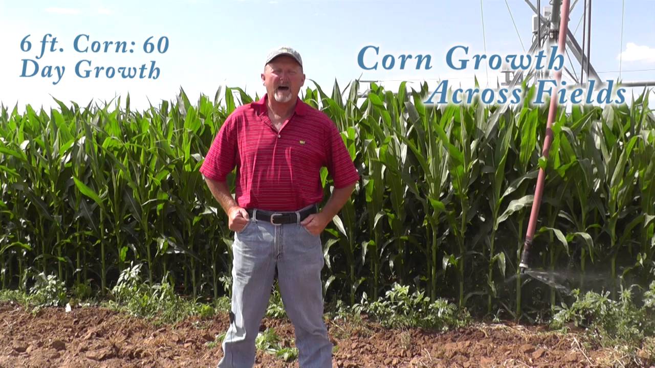 farmers insurance Silking to Pollination: And Everywhere in Between
