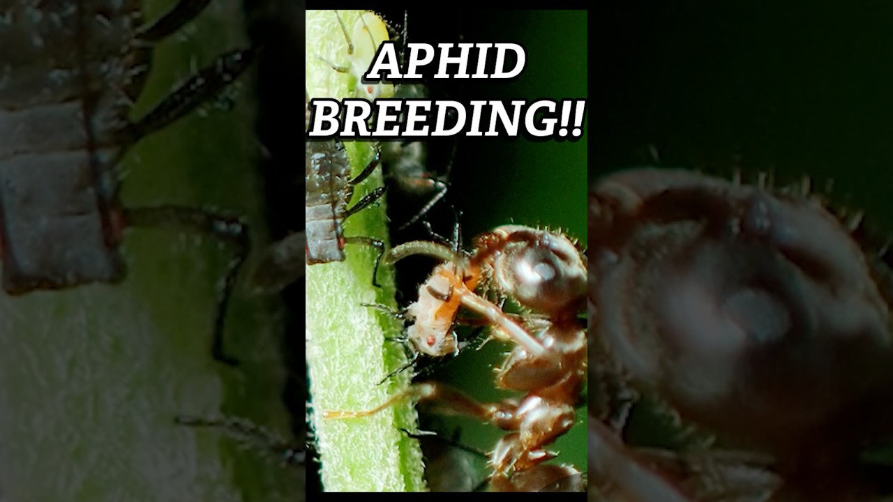 Aphid Breeding