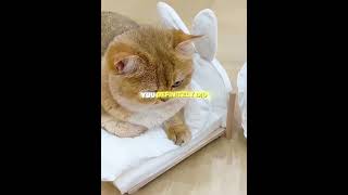 Giant vs Tiny Bed Fail! 🤯🛏️