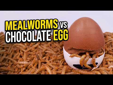 I Gave my Mealworms a Chocolate Egg