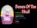 Mastering Skull Anatomy: Bones and Functions