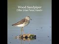 Wood Sandpiper Wood Sandpiper