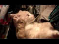 Feral kitten rescue June 14th UPDATE  -  VERY VERY SWEET!!!