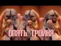 Обезьянки игрунки родили тройню. ОПЯТЬ.