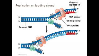 AP Bio Exam Review Unit 6  Gene Expression and Regulation