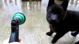 Bob the Schipperke plays w/ hose that makes a funny noise, so does he.