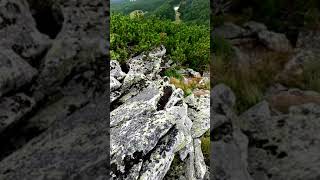 Альянс На Заре - DJ DimixeR remix | Carpathians | Carpathians #shorts