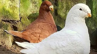 سلسة انواع الطيور  smooth pigeons species15- العملاق الأمريكي رانت American Giant Runt
