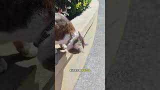 Join Me on a Cat's Eye Adventure: Exploring the World with a Jianzhou Cat