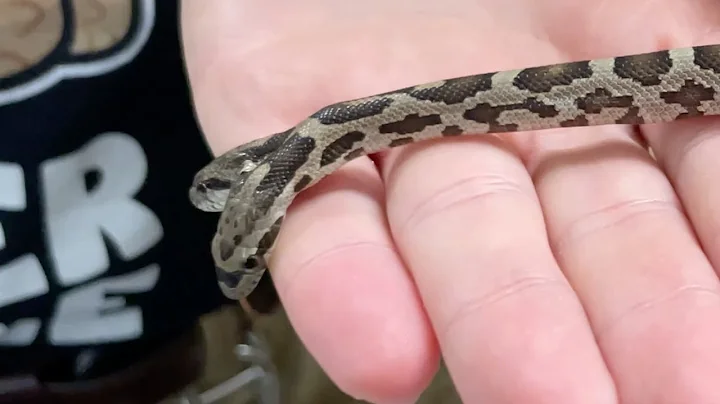 TWO HEADED SNAKE and Hatching Tiny Pythons