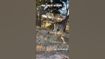 Giraffe Kicks incapacitated Lion #wildlife