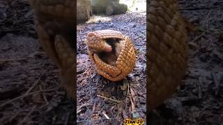 Armadillo #Wildlife #Nature #Animals #Mammals #NatureLovers #viral #trending #zoo