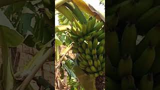 a um ano estava visitando minha madrinha,ela estava filmando este cacho de banana.