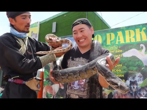 Видео: Амьтны хүрээлэнд биеэ хэрхэн авч явах